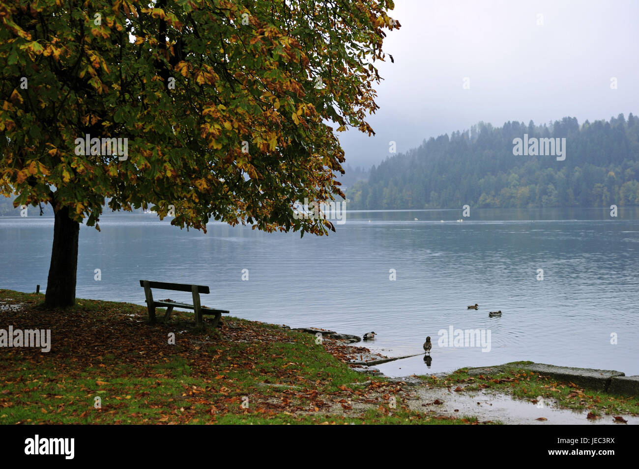 La Slovenia, regione di Gorenjska, Bled, Parco-panchina nel lago Bleder, Foto Stock