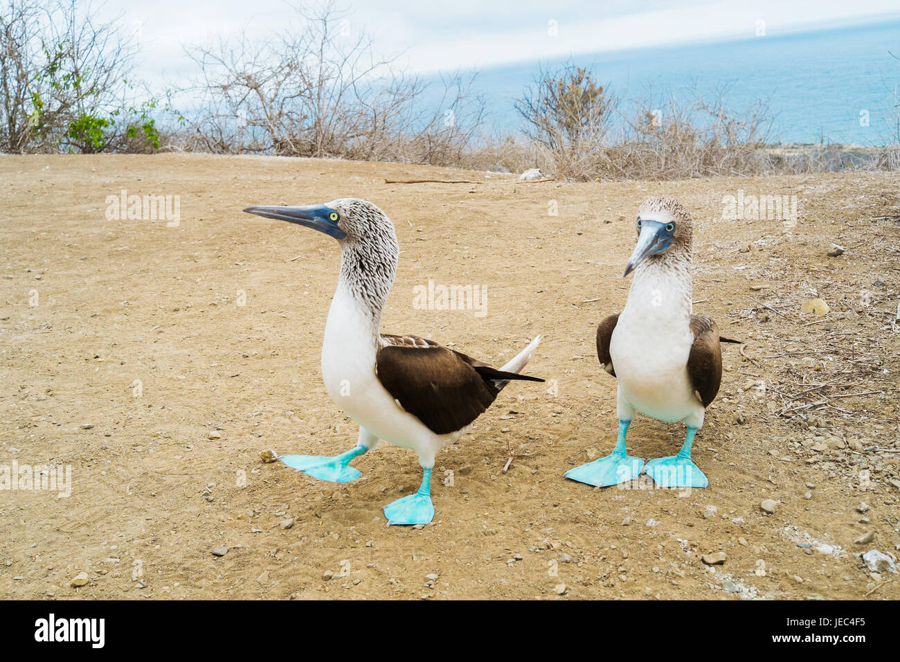 Un paio di piedi blu sule in Isla de la Plata Puerto Lopez, Ecuador Foto Stock