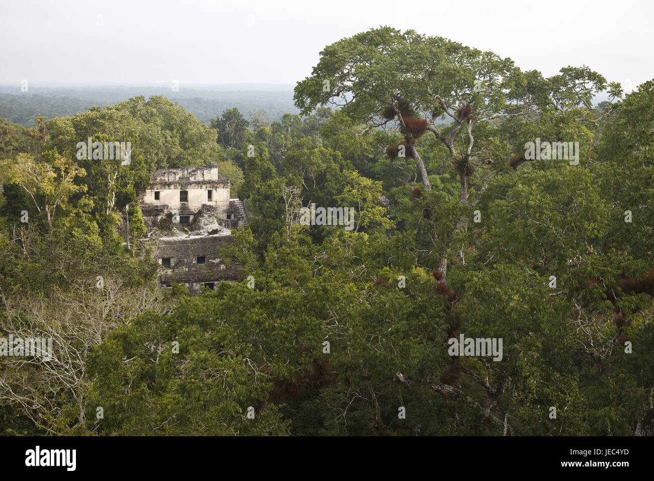 Guatemala, Tikal, rovine Maya, foresta pluviale, alcuna proprietà di rilascio, Foto Stock