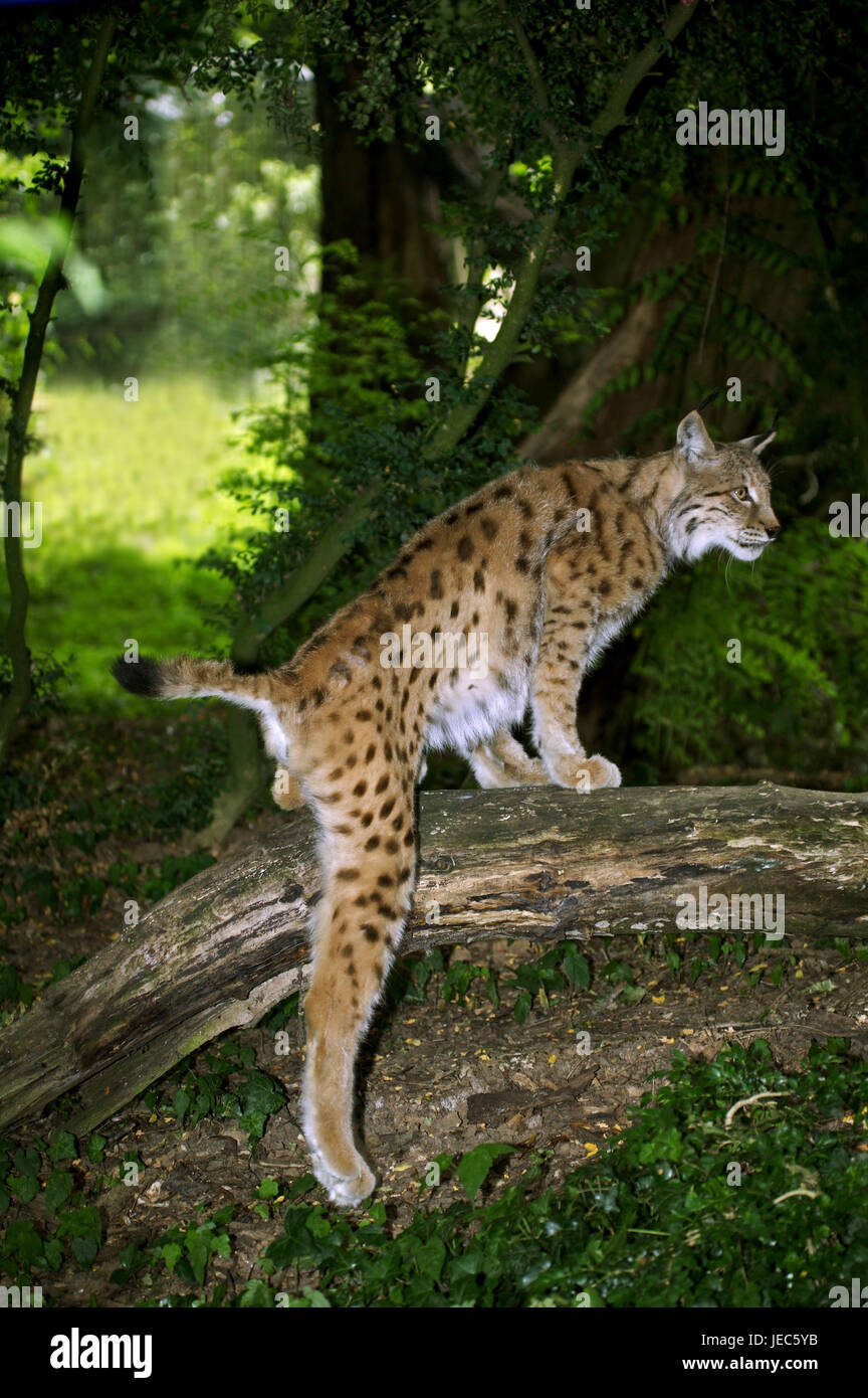 Lince europea, Felis lynx, su un tronco, Foto Stock