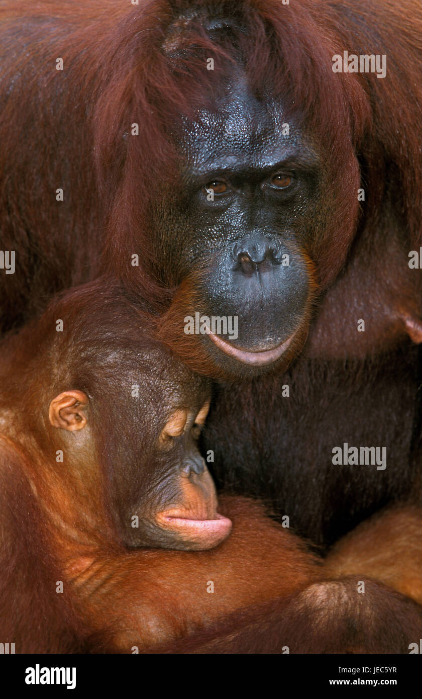 Borneo orango, pongo pygmaeus, madre con il giovane animale, Foto Stock