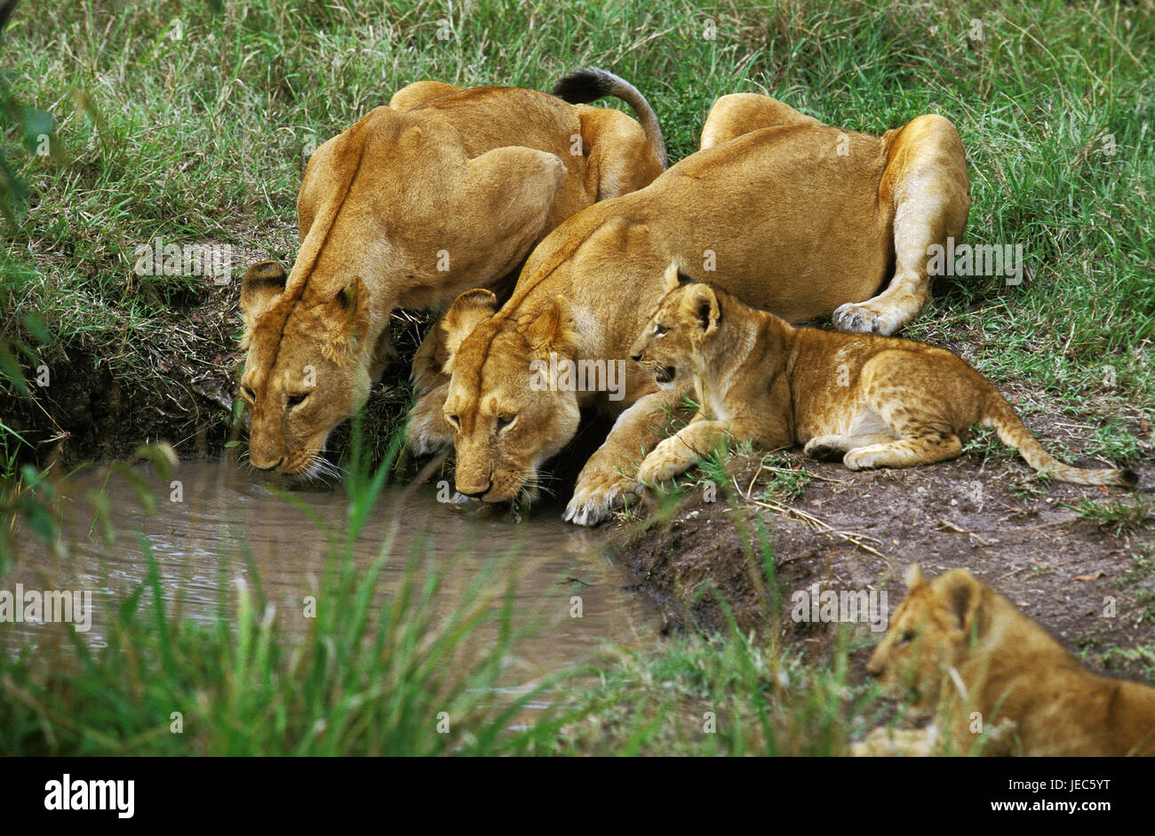 Lion Panthera leo, madre animale con ragazzi, Foto Stock