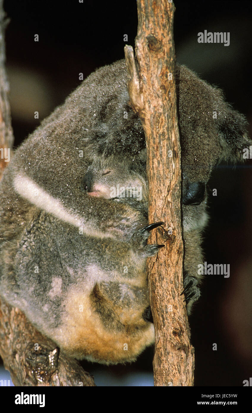 Il Koala, Phascolarctos cinereus, madre con il giovane animale, Foto Stock