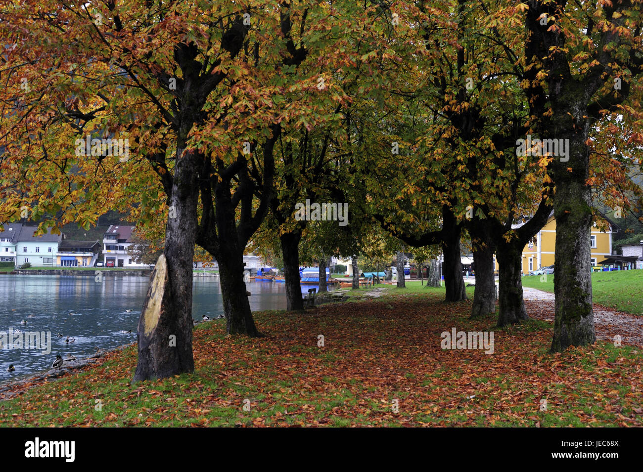 La Slovenia, regione di Gorenjska, Bled, alberi d'autunno nel lago Bleder, Foto Stock