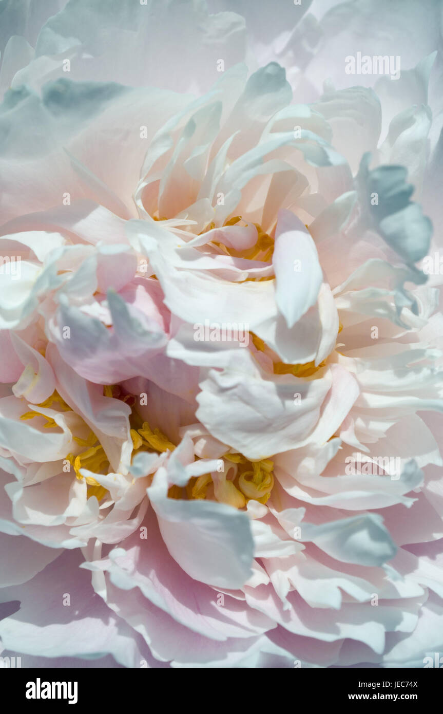 Peonia, fioriture, rosa, bianco, medium close-up, Paeonia, fiori, fiori, natura, petali, Foto Stock