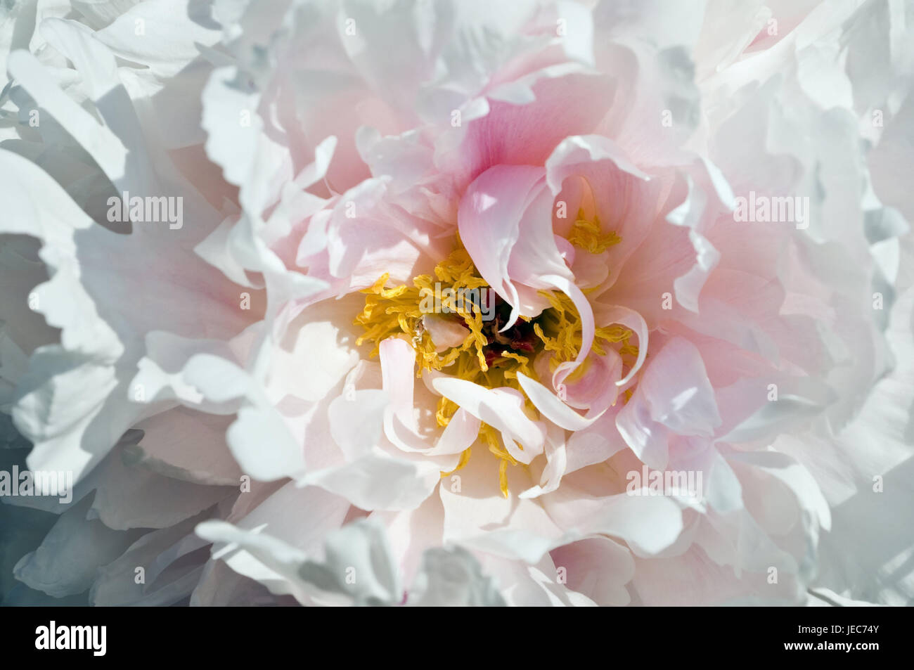 Peonia, Blossom, rosa, bianco, medium close-up, Paeonia, fiori, fiori, natura, fiori, petali, Foto Stock