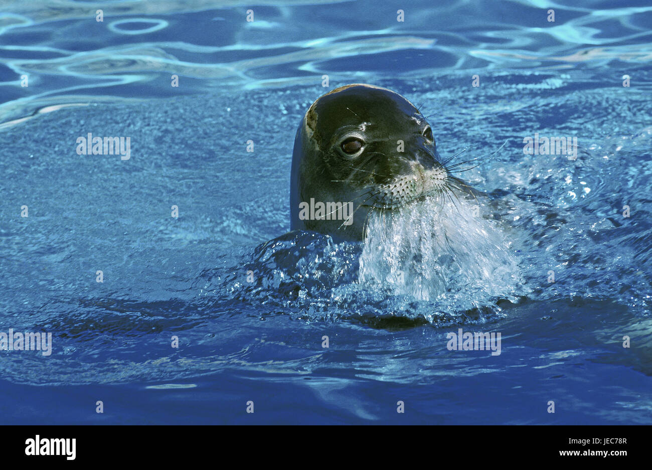 Guarnizione a cono, Halichoerus grypus, appaiono, Foto Stock