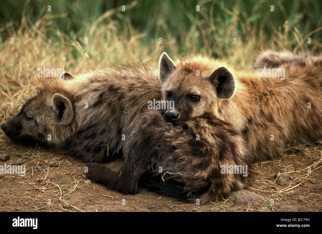 Tüpfelhyäne, Crocuta crocuta, Masai Mara Park, Kenya, Foto Stock