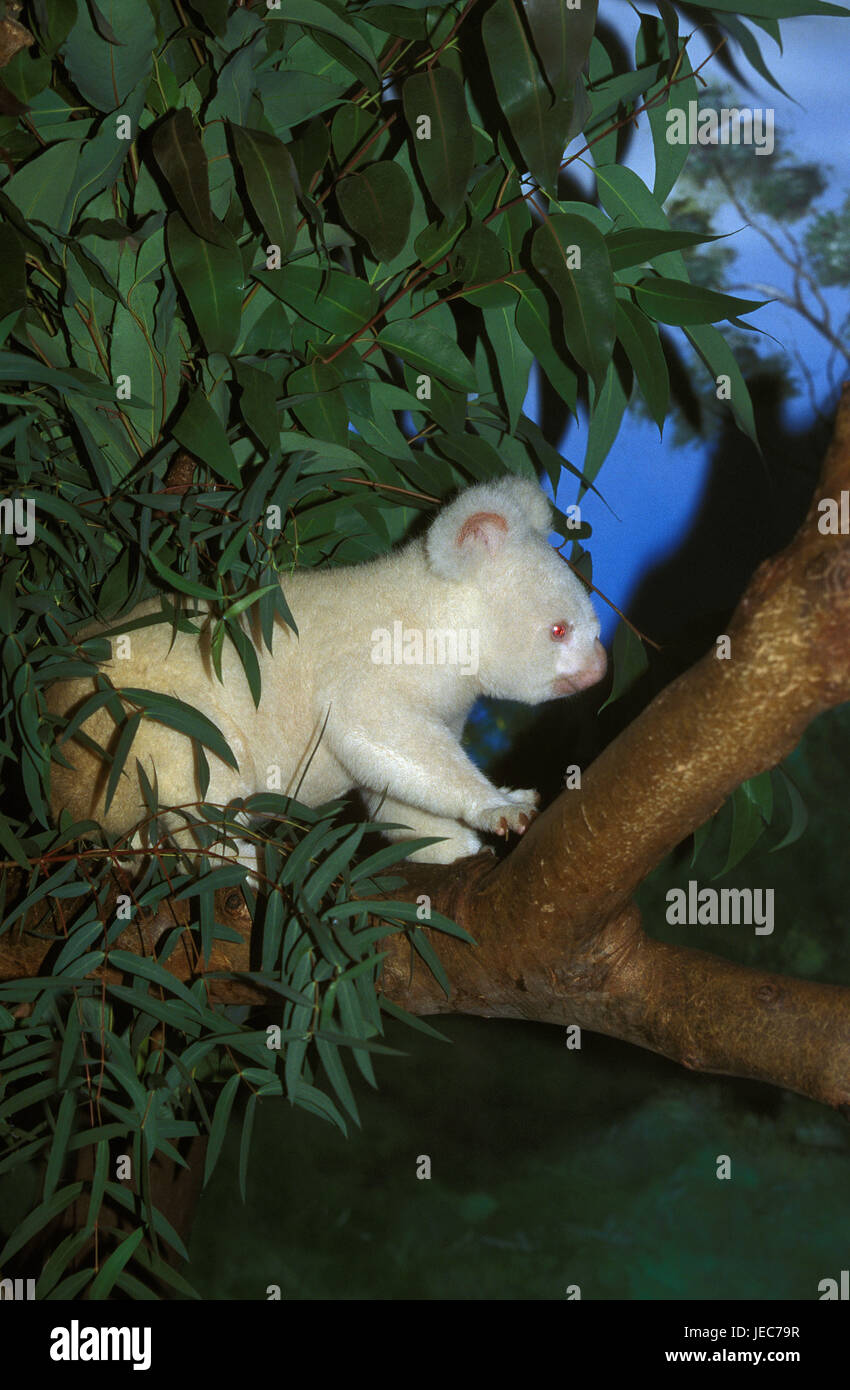 Il Koala, Phascolarctos cinereus, albino su albero, Foto Stock