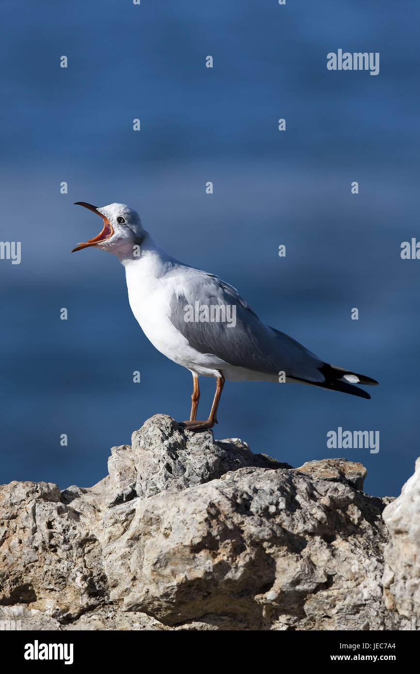 Disco fogliame gabbiano, Larus hartlaubii, su roccia, Hermanus, Sud Africa, Foto Stock