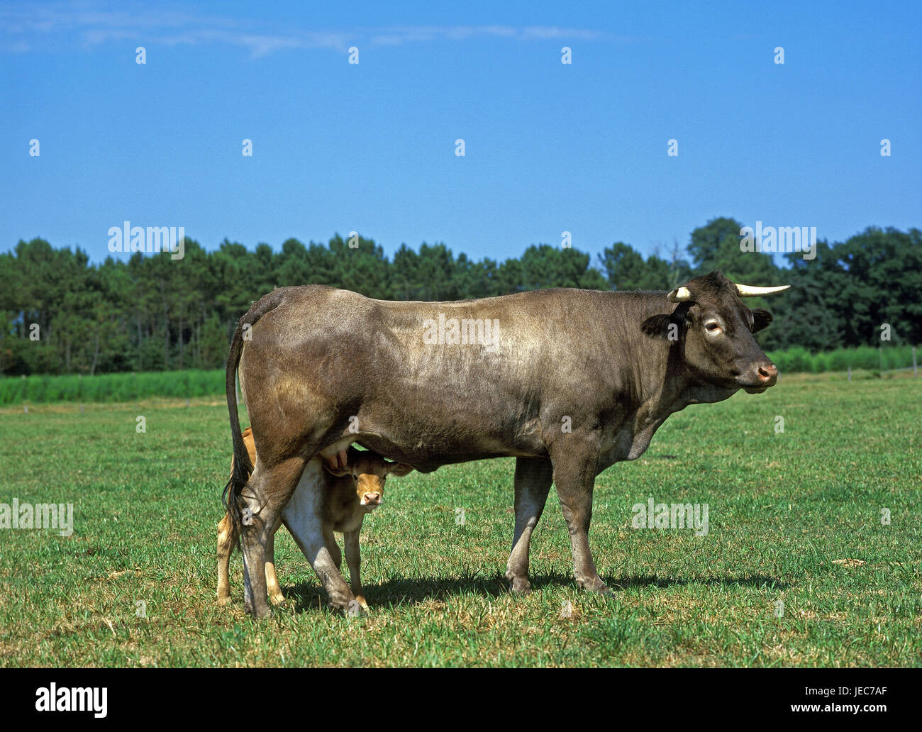 Corteccia Bazadaise, madre animale con vitello, Foto Stock