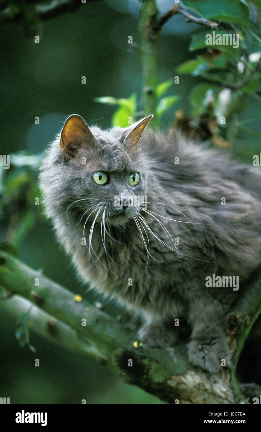 Gatto angora su un ramo, Foto Stock