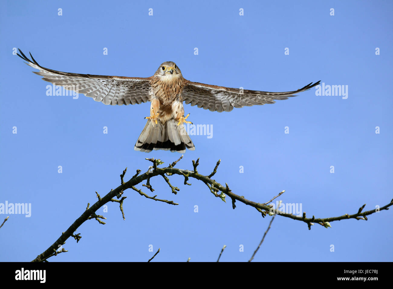 Il Gheppio, il Falco tinnunculus, in volo, Foto Stock