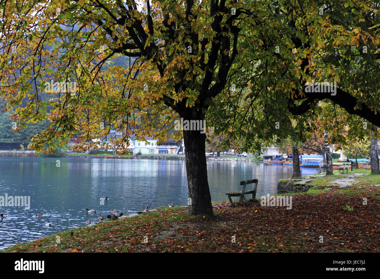 La Slovenia, regione di Gorenjska, Bled, alberi d'autunno nel lago Bleder, Foto Stock