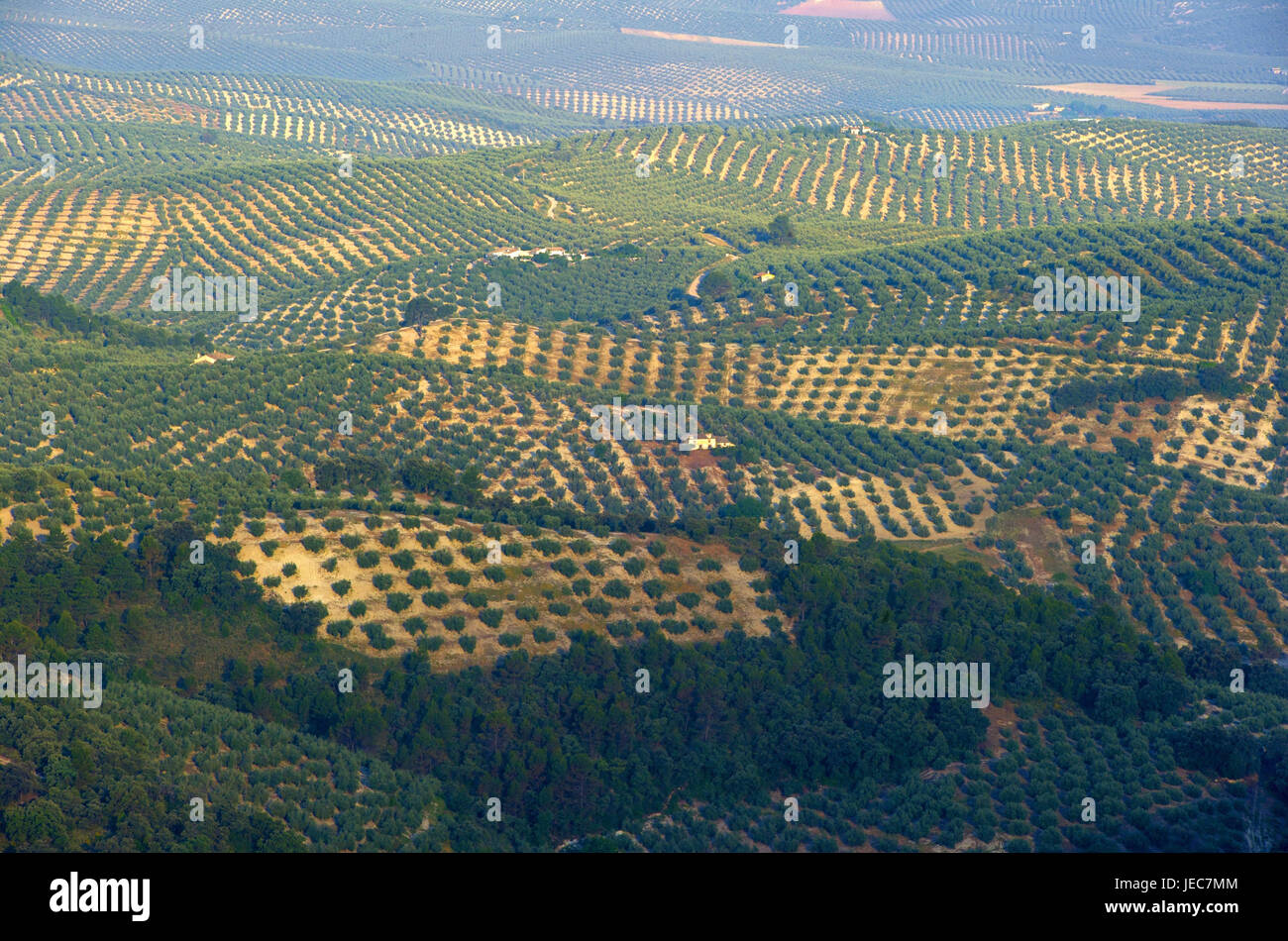 Spagna, Andalusia, Sierra de Cazorla, paesaggi con alberi di olivo, fotografia aerea, Foto Stock