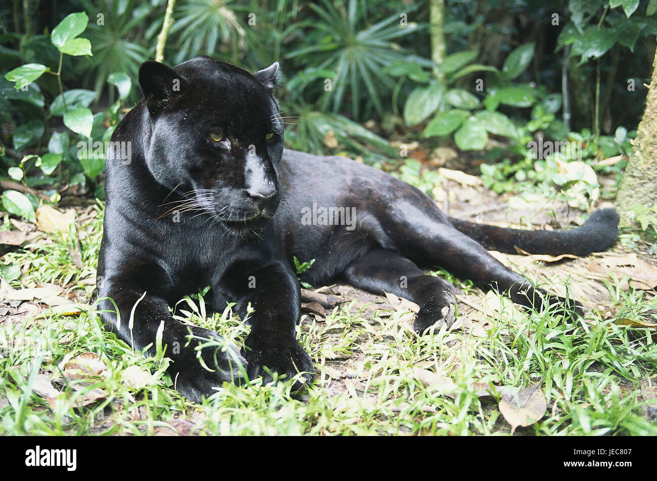 Belize, città del Belize, zoo, Jaguar, Panthera onca, America Centrale, zoo di animali, animale, mammifero, predator, animale selvatico, grande cat, pelliccia, nero, giacciono, corpo intero, specie animale, minaccia, habitat, cattività, Foto Stock Belize, città del Belize, zoo, Jaguar, Panthera onca, America Centrale, zoo di animali, animale, mammifero, predator, animale selvatico, grande cat, pelliccia, nero, giacciono, corpo intero, specie animale, minaccia, habitat, cattività, Foto Stock