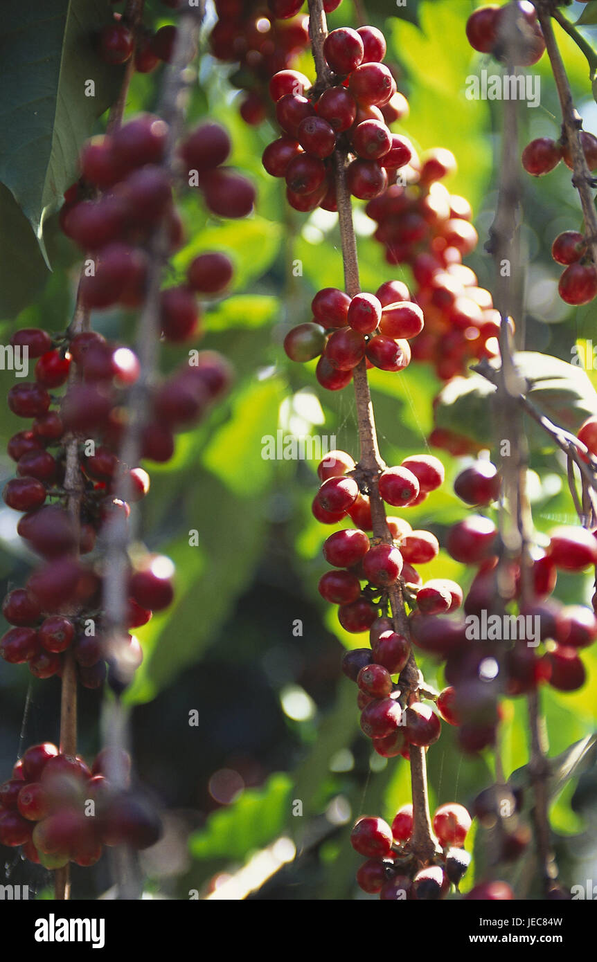15 Semi Di Caffè | Piante Da Giardino O Davanzale | Per Coltivazione Domestica | Decorazione Naturale - Foto 4