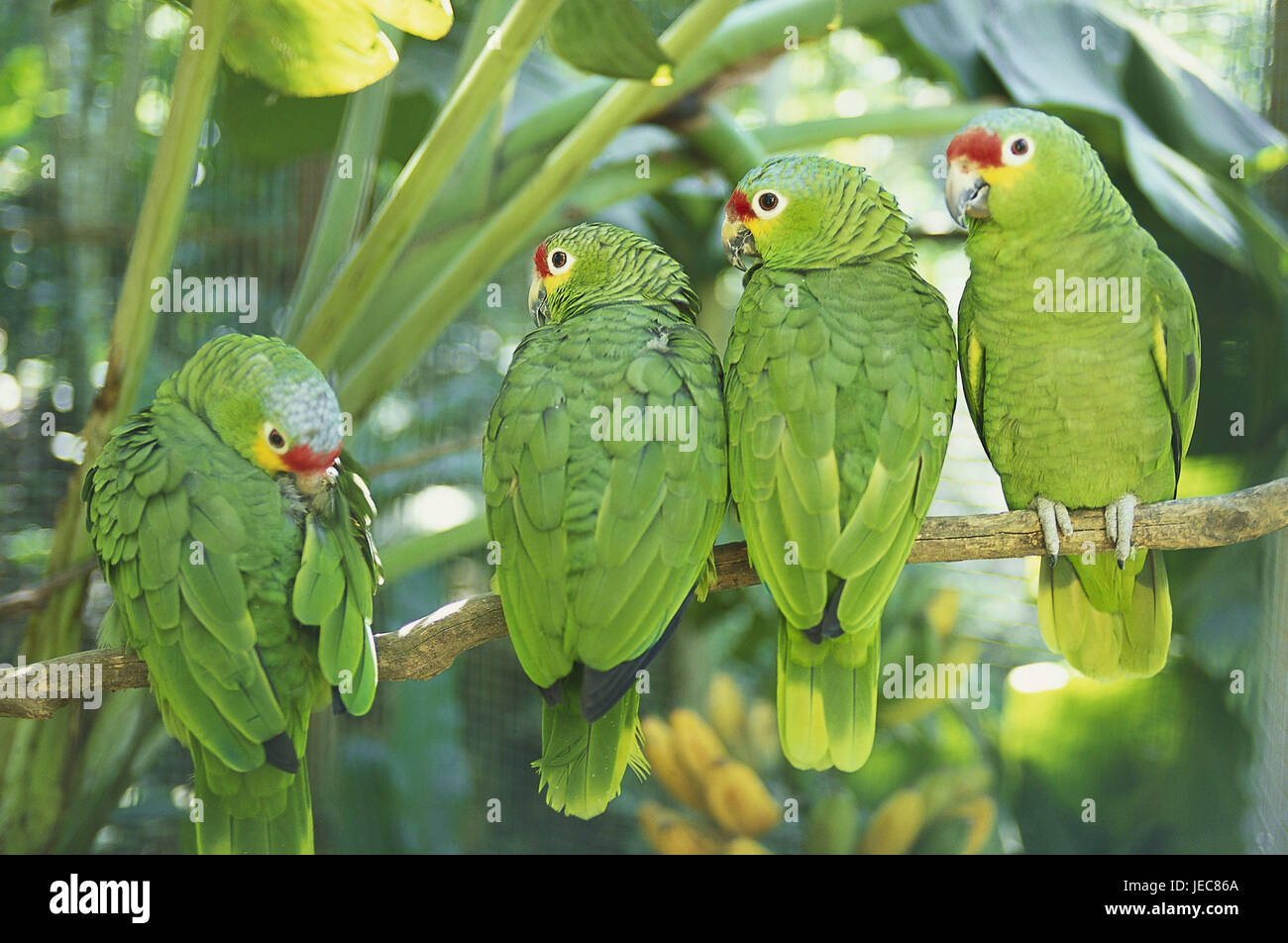 Honduras, Copan, ramo, giallo guancia amazzoni, America Centrale e America Latina, foresta pluviale, mondo animale animali selvatici, animali, uccelli, pappagalli, Amazzoni, verde, habitat, quattro, corpo intero, esterno, Foto Stock