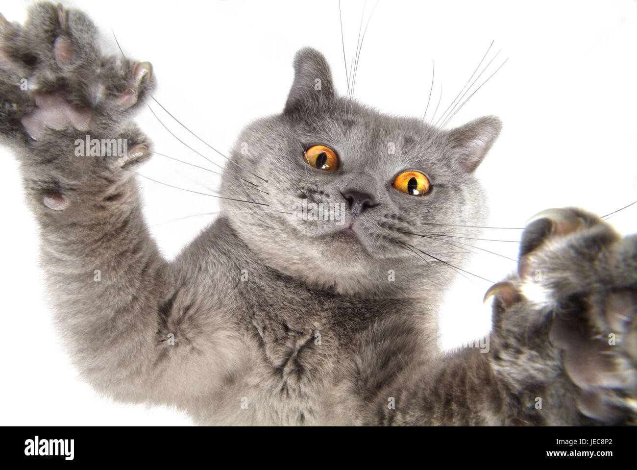 Gatto, Karthäuser, dal di sotto, animale mammifero, gatto, Gatto di casa, pet, razza gatto, Gatto in gara, a pelo corto, nobile cat, grigio, animale ritratto, curiosità, gioco, gioco istinto, studio, Frei della targa, in prospettiva Foto Stock Gatto, Karthäuser, dal di sotto, animale mammifero, gatto, Gatto di casa, pet, razza gatto, Gatto in gara, a pelo corto, nobile cat, grigio, animale ritratto, curiosità, gioco, gioco istinto, studio, Frei della targa, in prospettiva Foto Stock