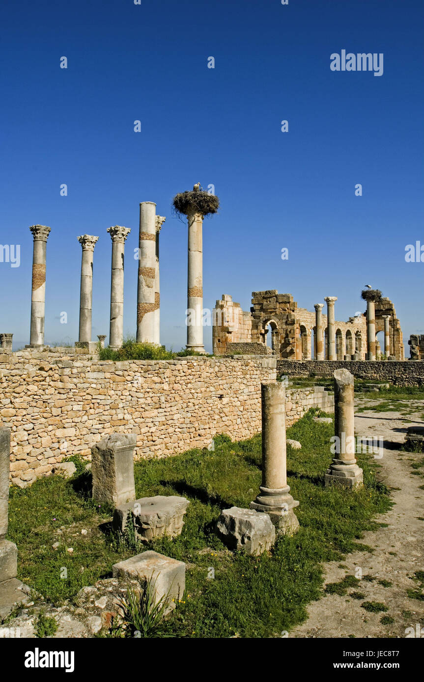 Il Marocco, Volubilis, rovine, pilastri, Stork|s nest, Africa, Nord Africa, destinazione, luogo di interesse, la cultura, la rovina campo, strutture, edifici, architettura, rimane, distruzione transitoriness, esterno, deserte, antica, romana, scavo, sito di scavo, UNESCO-patrimonio culturale mondiale, Vogel's Nest, Stork, Foto Stock