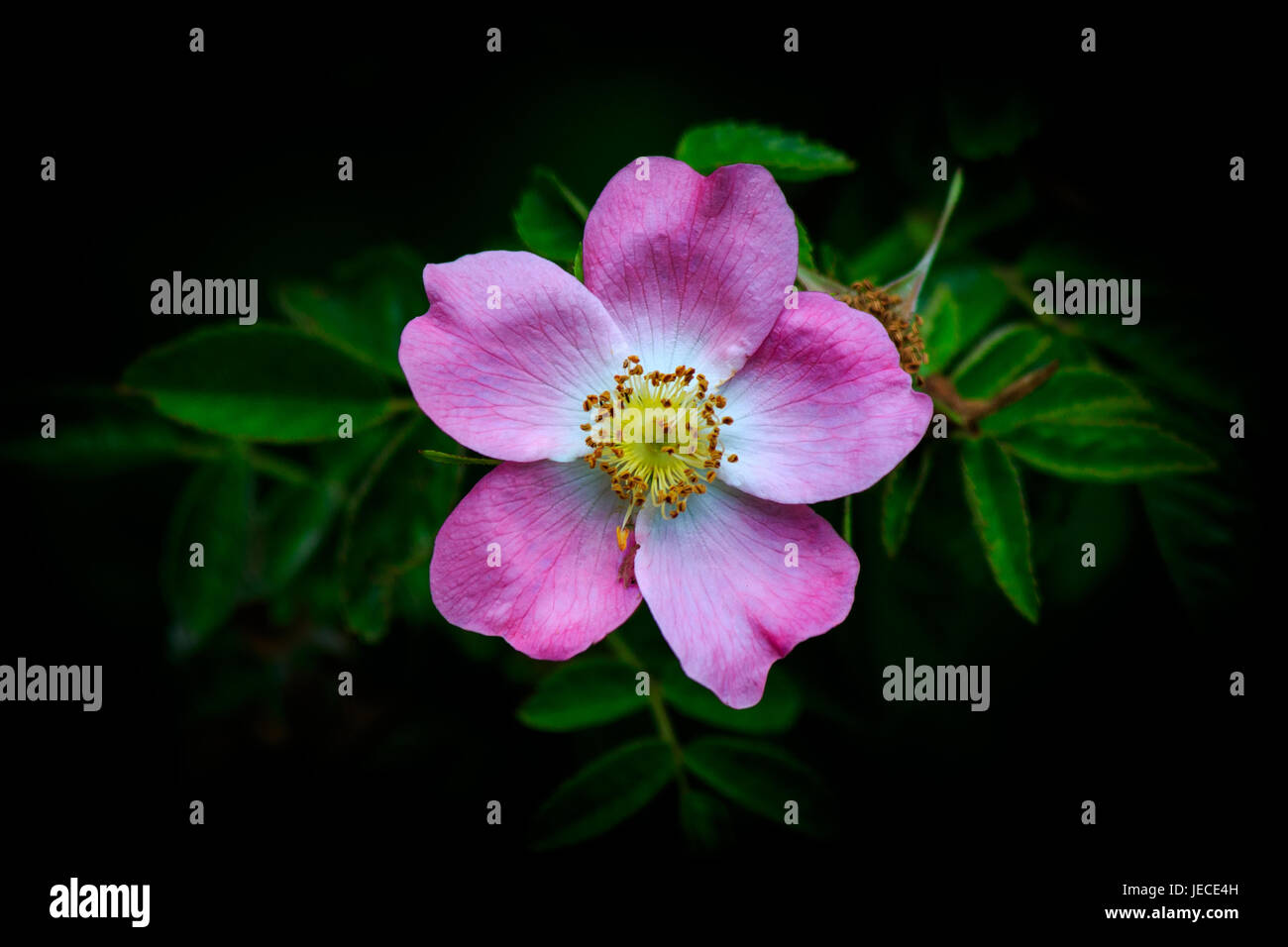 Una sola rosa selvatica evidenziato contro uno sfondo scuro Foto Stock