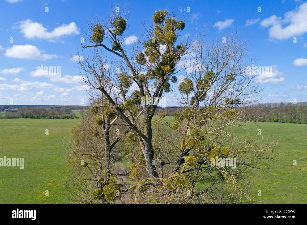 Poplar Tree con mistletoes vicino Teschendorf, Brandeburgo, Germania Foto Stock