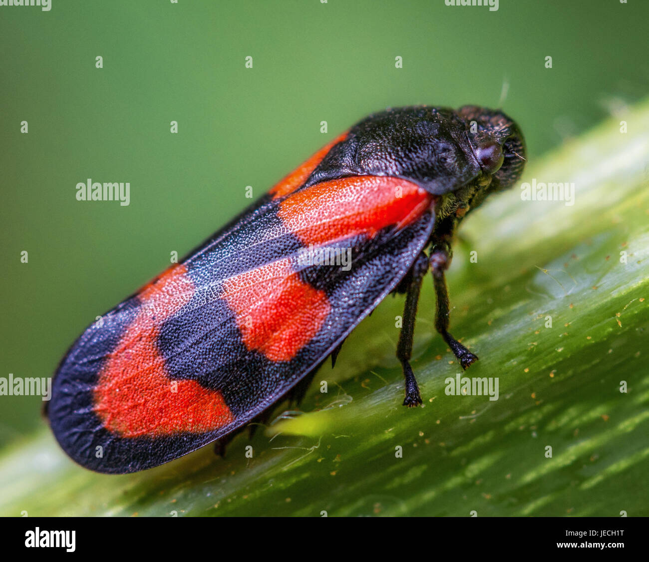 Nero e rosso leafhopper (cercopis vulnerata), UK wildlife macro, West Yorkshire Foto Stock