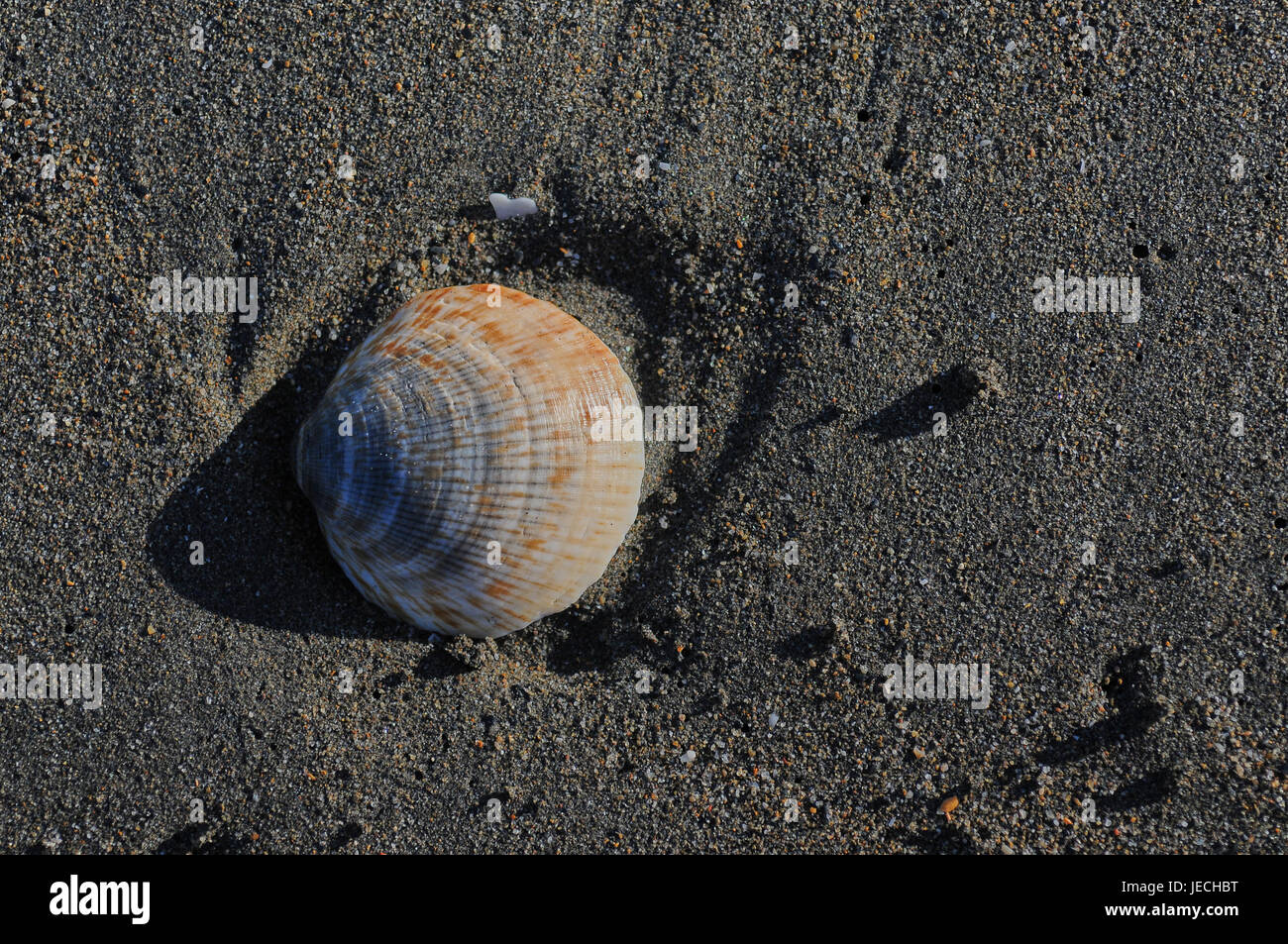 Dark spiaggia di sabbia e conchiglia di mare Foto Stock