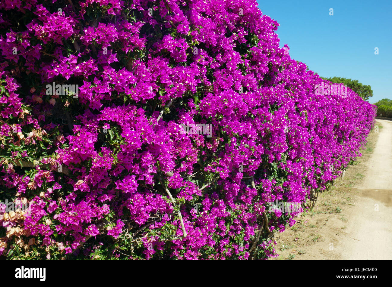 Bouganville in fiore giardino sardo Foto stock - Alamy