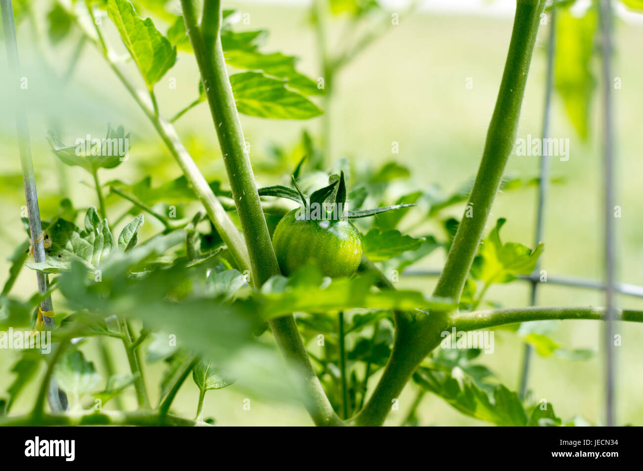 Inquadratura ravvicinata di un pomodoro acerbo che cresce in un cortile giardino vegetale. Foto Stock