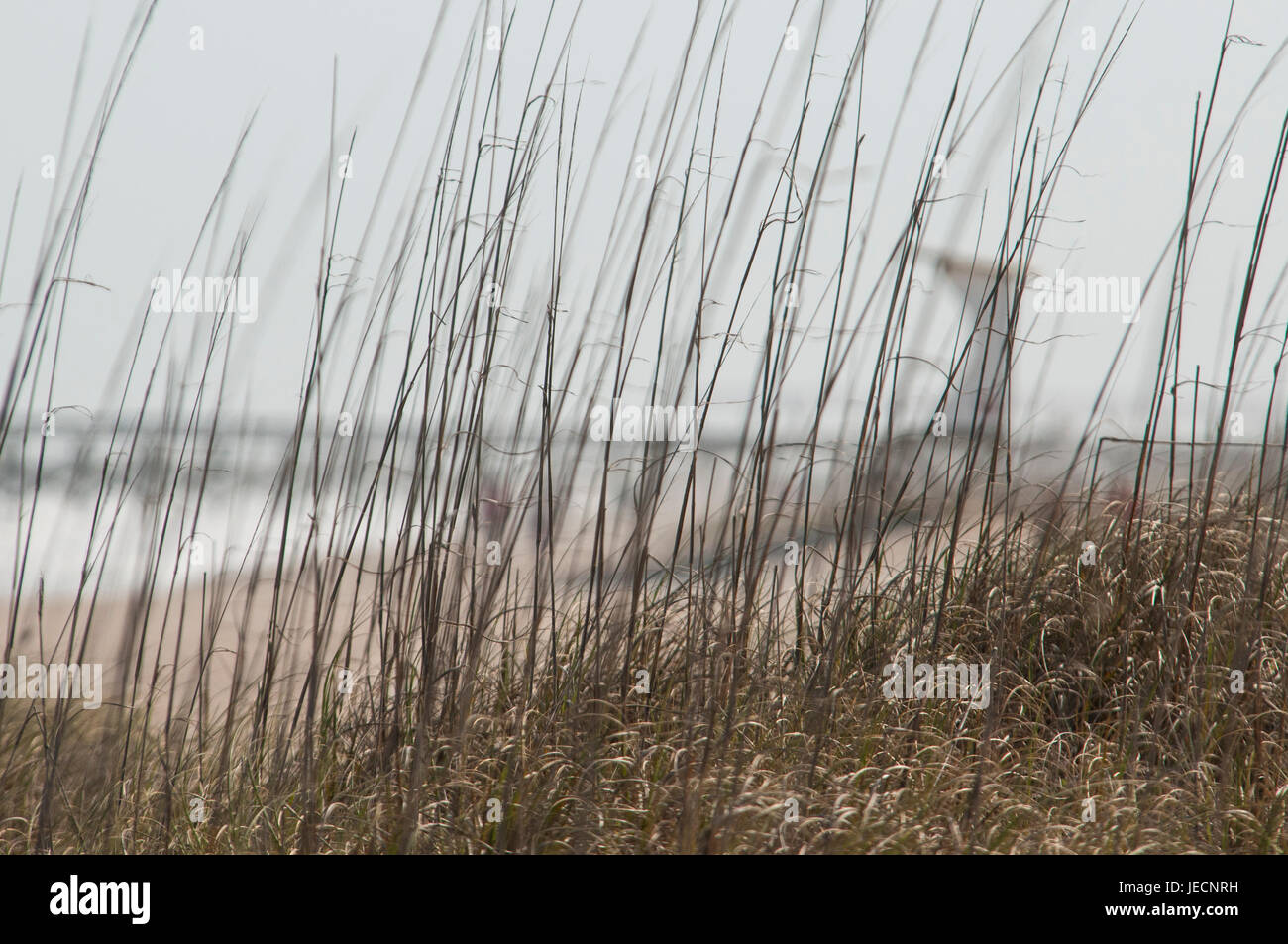 Un bagnino di sostare dietro dune ondeggianti erba, Wrightsville Beach, Carolina del Nord. Foto Stock