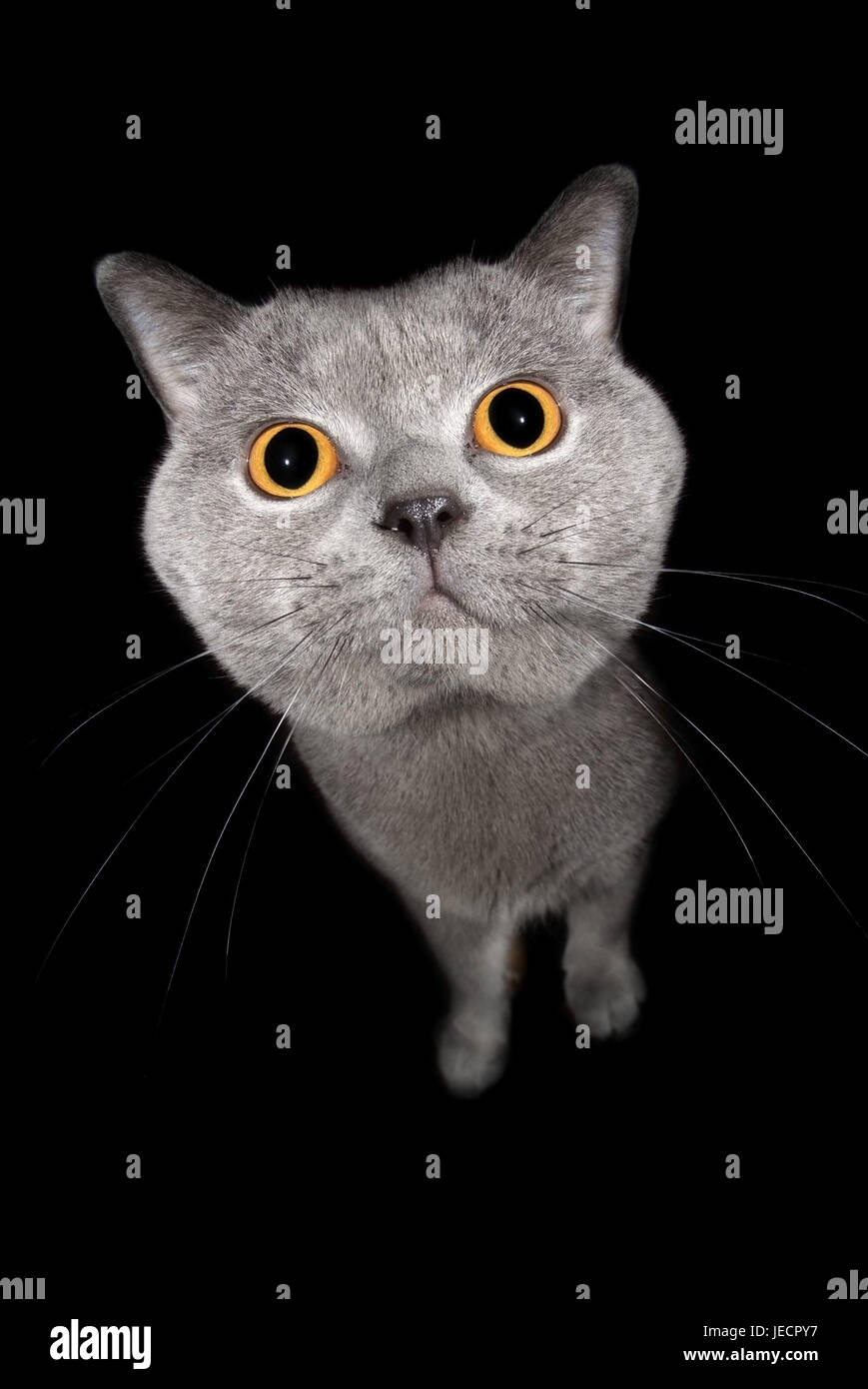 Gatto, Karthäuser, ritratto, animale mammifero, gatto, Gatto di casa, pet, razza gatto, Gatto in gara, a pelo corto, nobile cat, grigio, animale ritratto, vigilanza, attenzione, curiosità, studio Frei della targa, in prospettiva Foto Stock Gatto, Karthäuser, ritratto, animale mammifero, gatto, Gatto di casa, pet, razza gatto, Gatto in gara, a pelo corto, nobile cat, grigio, animale ritratto, vigilanza, attenzione, curiosità, studio Frei della targa, in prospettiva Foto Stock