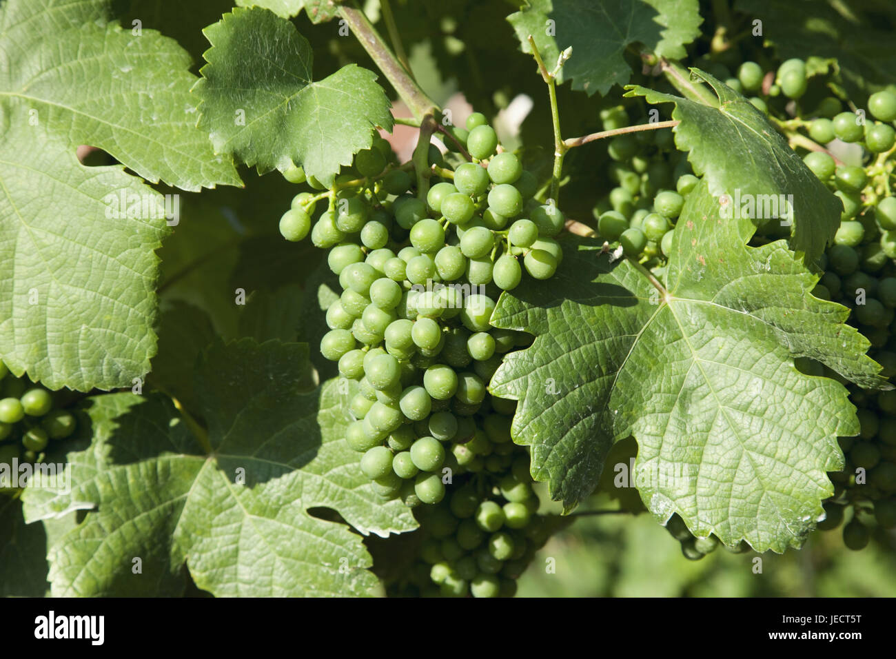 Austria Wachau, vigneto con spike, vigne, medium close-up, Foto Stock