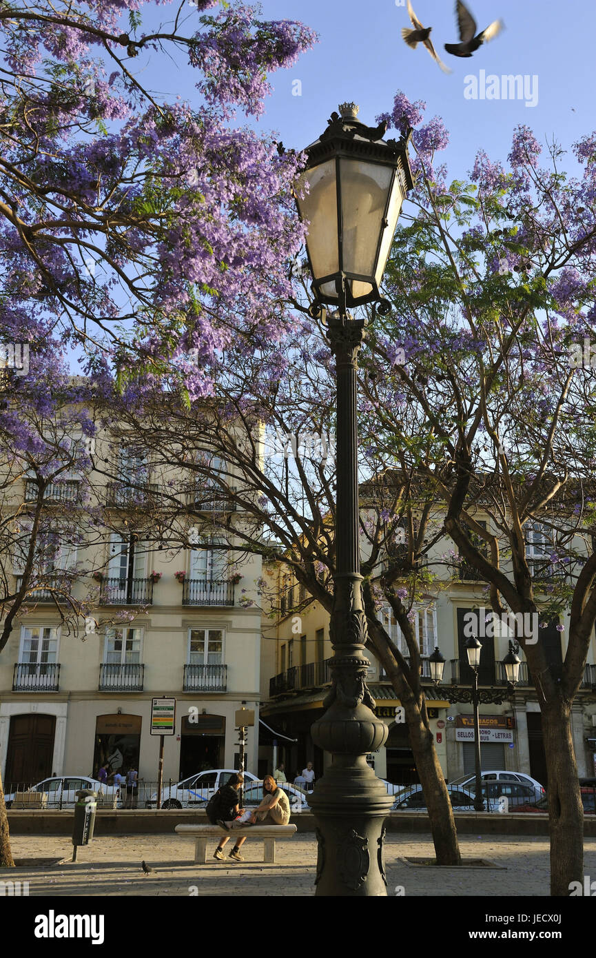 Spagna, Malaga, Plaza de la Merced, Foto Stock