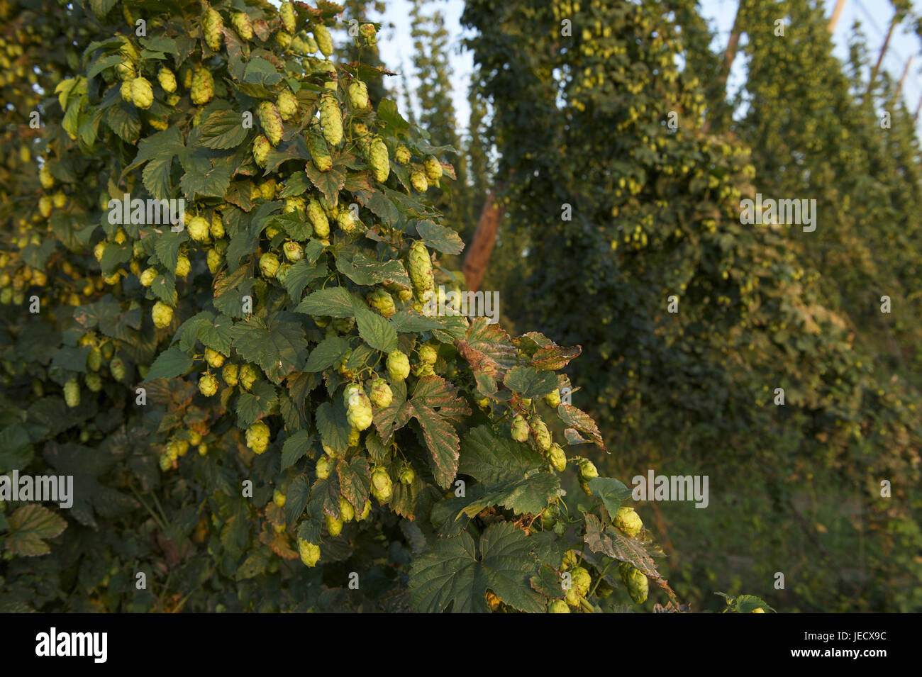 Francia, Bas-Rhin, il castello bianco, allegato del luppolo, tappo di medie close-up, Foto Stock