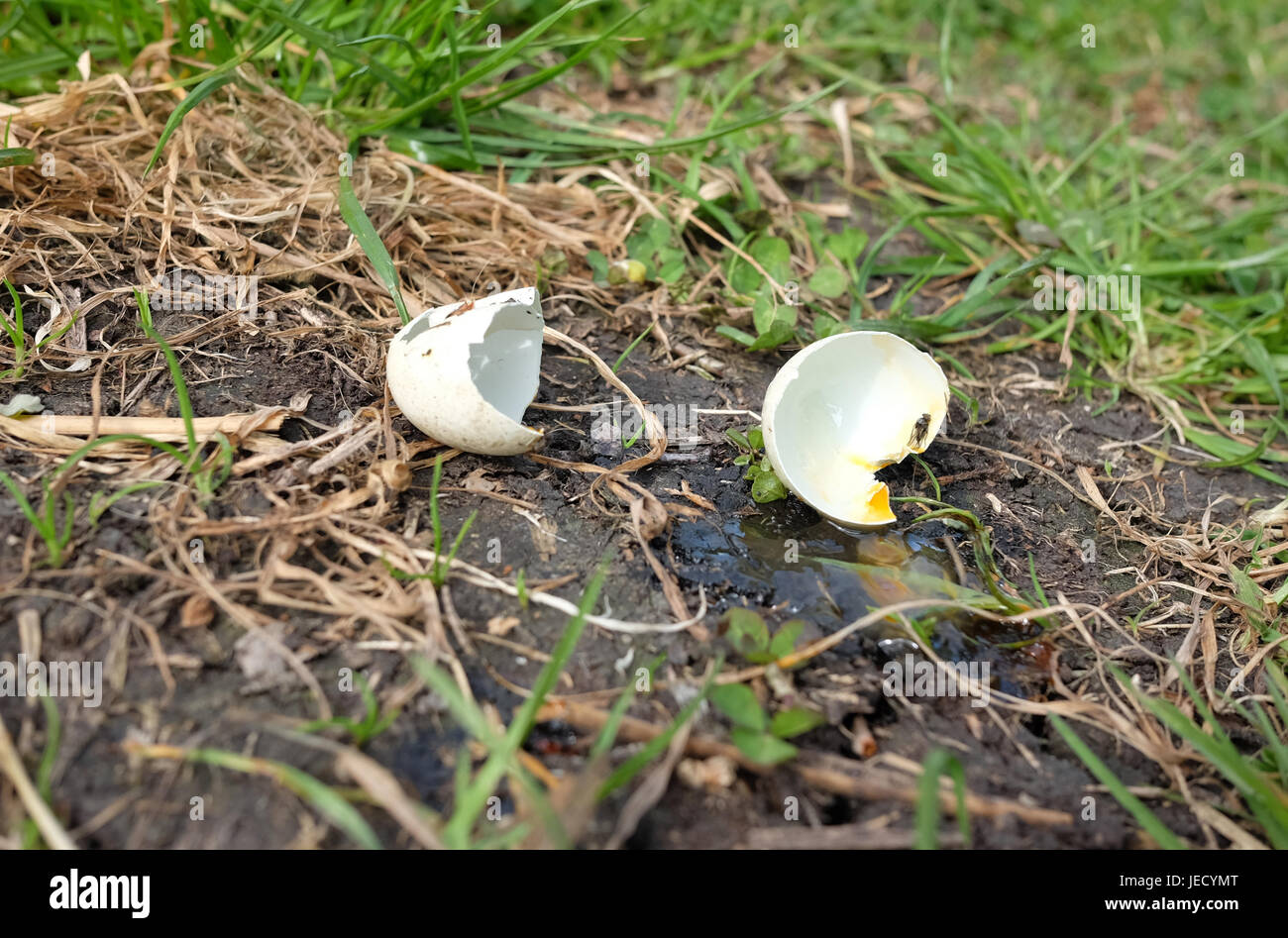Aprile 2017 - uovo d'anatra in arrugginito dopo essere stato predato Foto Stock