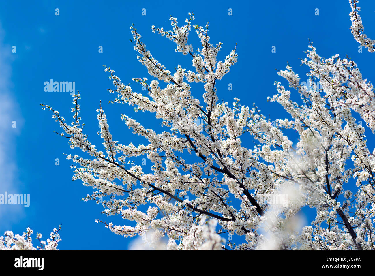 Sbocciano i fiori ciliegio rami con blu chiaro cielo sopra Foto Stock