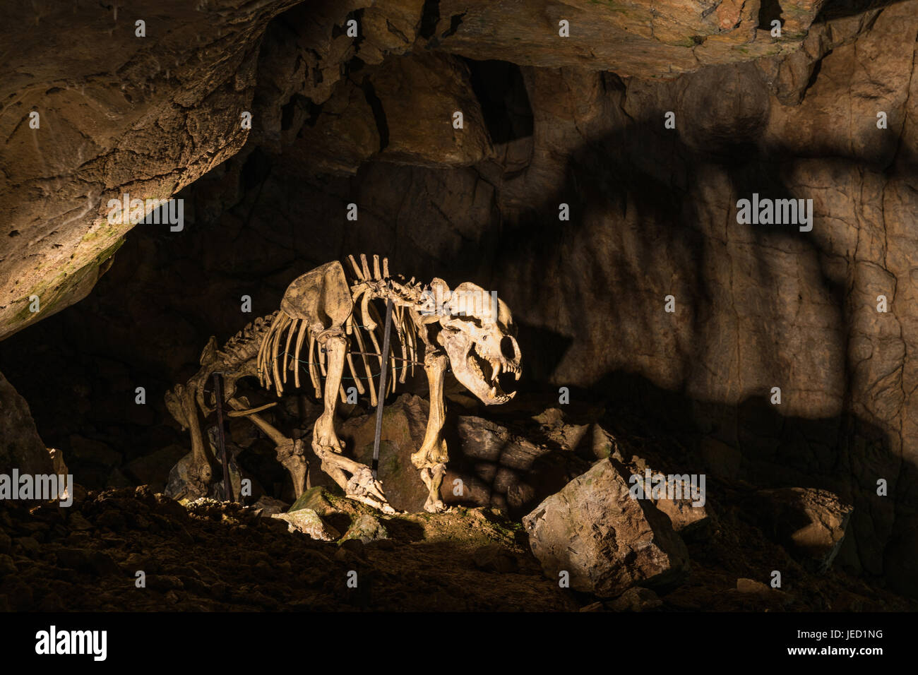 Illuminare lo scheletro di un orso in calcare Katerinska caqve nel Carso Moravo. Repubblica ceca. Foto Stock