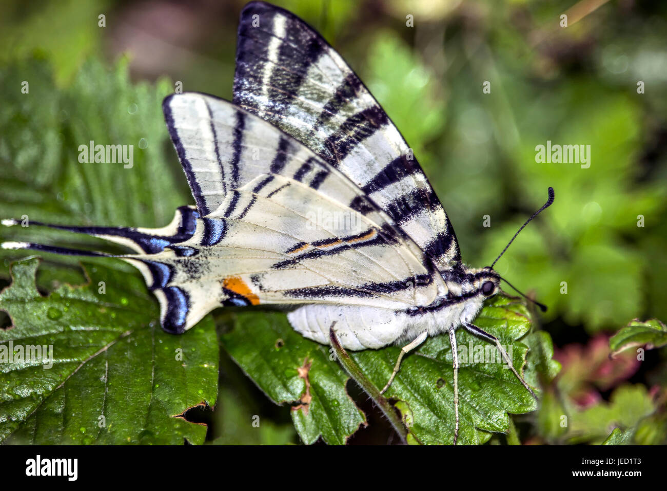 La scarsa coda forcuta (Iphiclides podalirius) su una fragola selvatica leaf Foto Stock