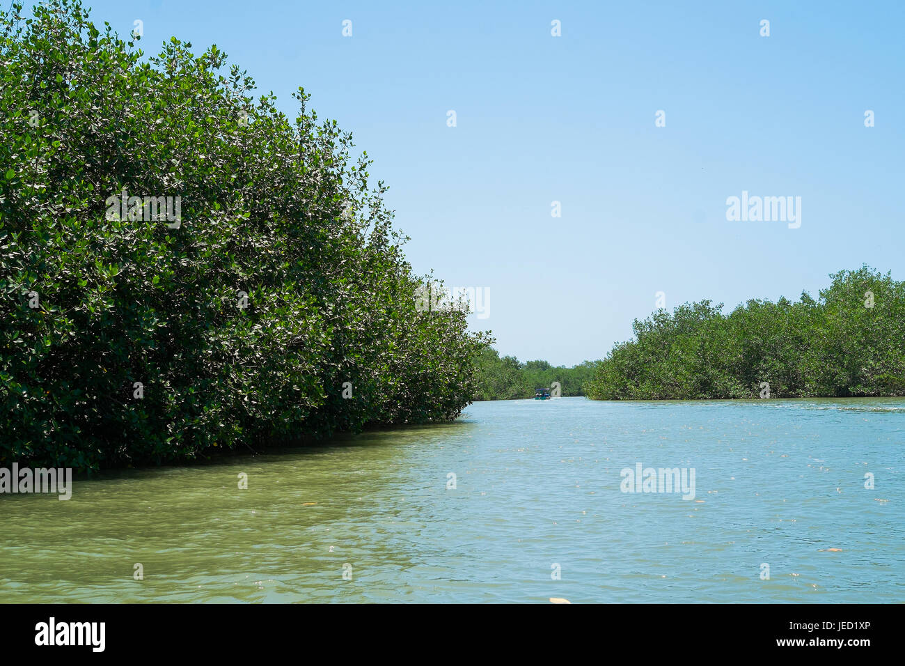 Mangrovias in Puerto Pizarro, Tumbes, Perù Foto Stock