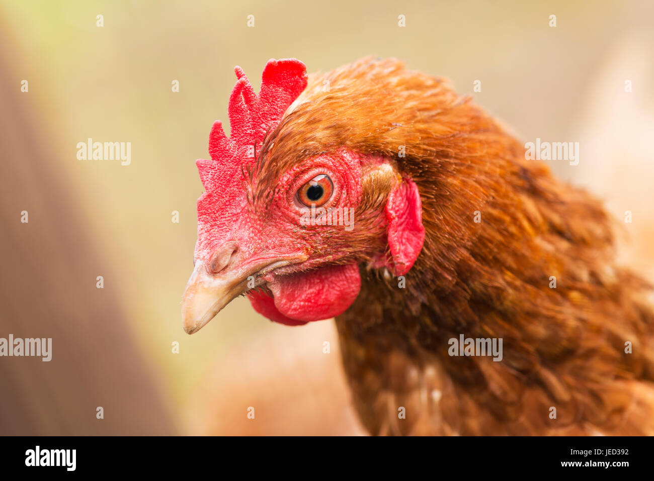 Un rosso pollo domestico nel giardino con spazio di copia. Foto Stock