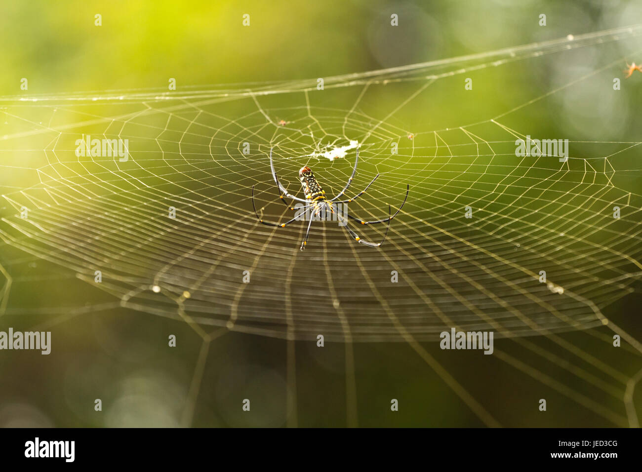 Femmina di Golden Web Spider Nephila pilipes Foto Stock