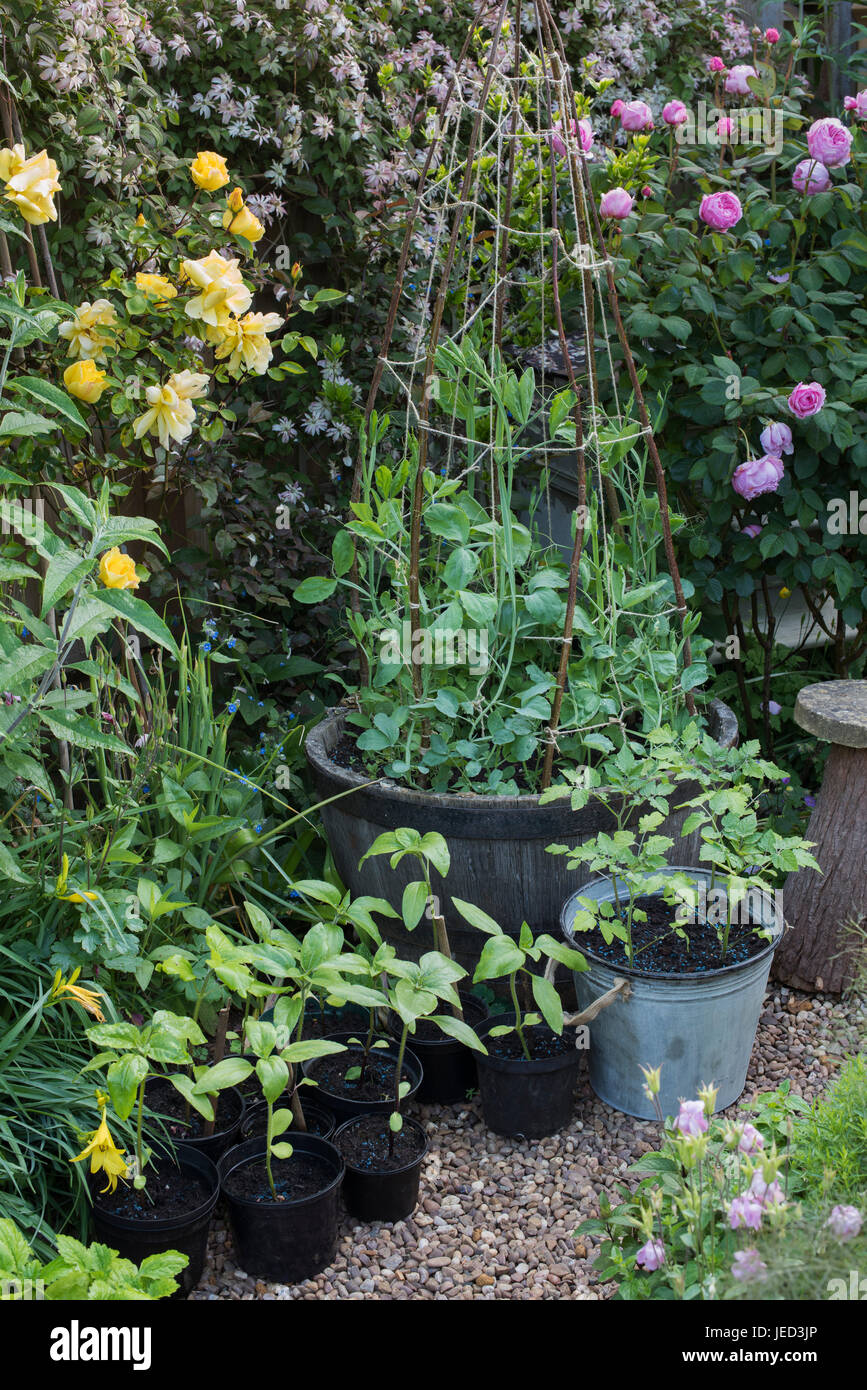 Varietà di piante che crescono in vaso in primavera. compresi i girasoli, i pomodori e i piselli dolci. Regno Unito Foto Stock