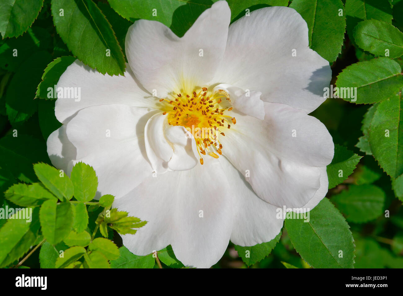 Primo piano di una rosa bianca, La Ghirlanda, in piena fioritura, crescendo nel Nottinghamshire summer sun. Foto Stock