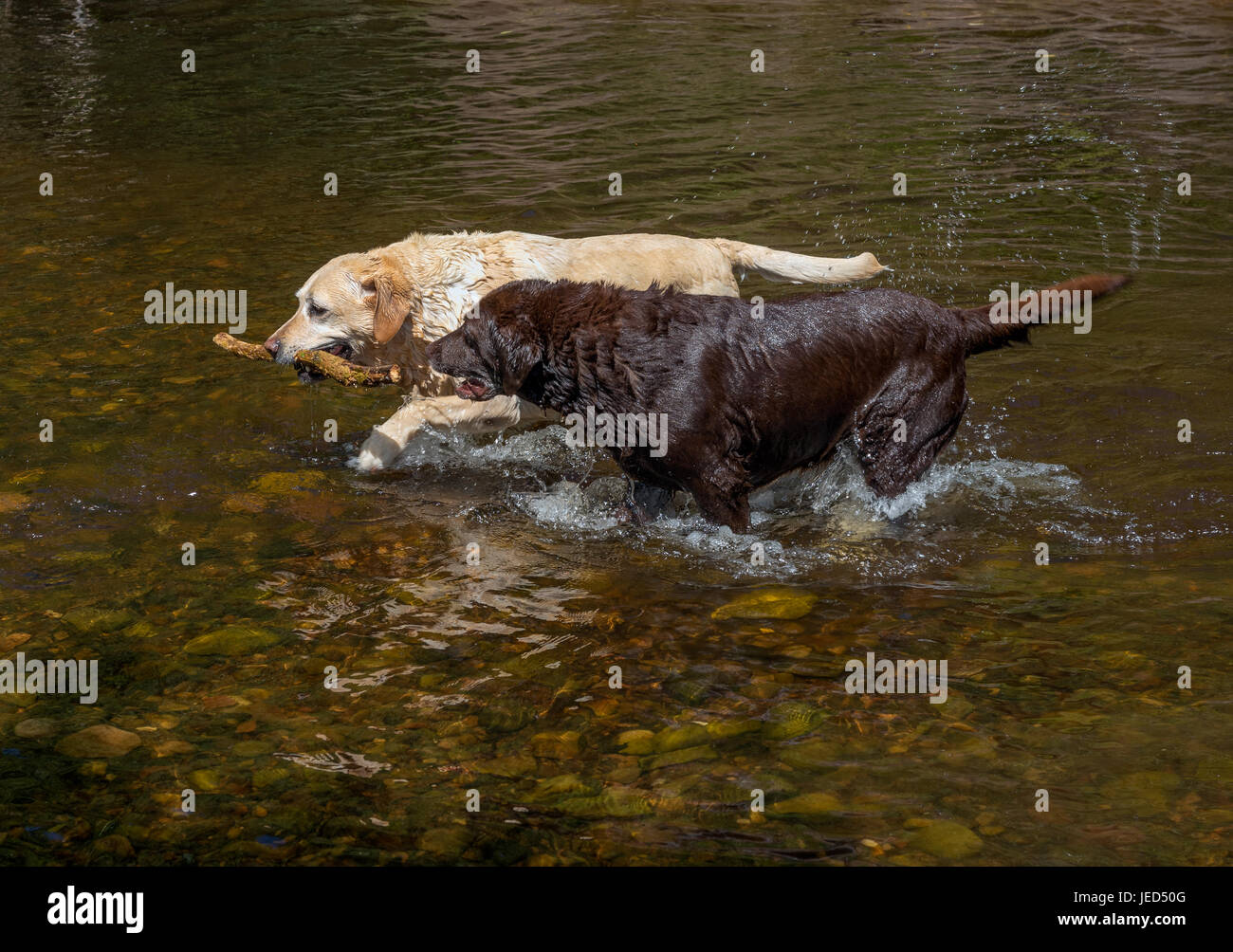 Gatti giocando nel nord fiume Esk a Roslin Glen nel Midlothian Scozia Scotland Foto Stock