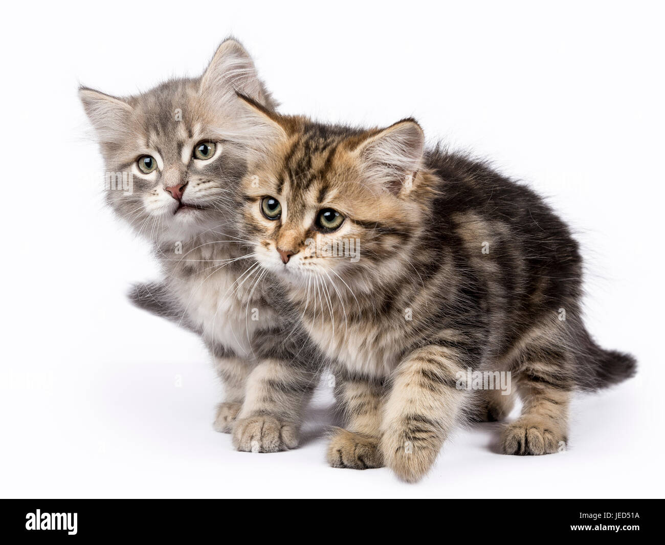 Due foresta siberiana cat / gattini giocando islolated su sfondo bianco lo spostamento di lato Foto Stock