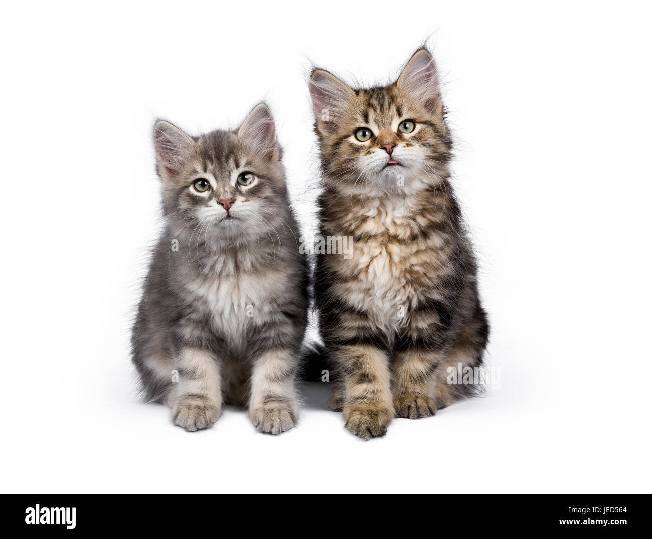 Due y foresta siberiana cat / gattini seduta isolato su sfondo bianco di fronte alla fotocamera Foto Stock
