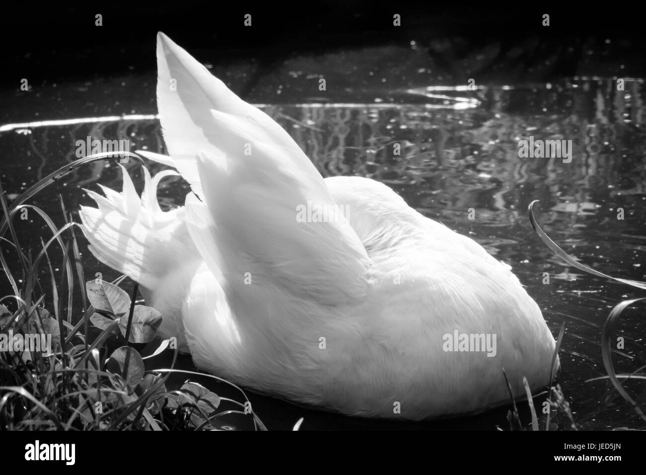 Maschio bianco Anatra di chiamata Foto Stock