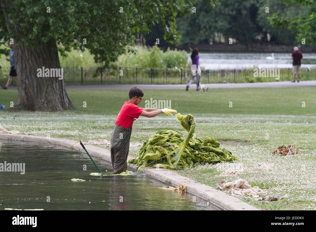 Londra REGNO UNITO. Il 24 giugno 2017. Un pool attendant rimuove le alghe verdi formato un lago in Regents Park a causa del recente alte temperature e caldo in London Credit: amer ghazzal/Alamy Live News Foto Stock