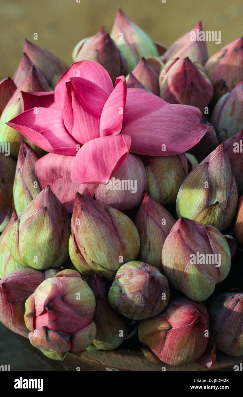 Sri Lanka, fiori e boccioli di loto per temple offerte. Foto Stock